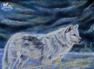 Wolf im Sturm